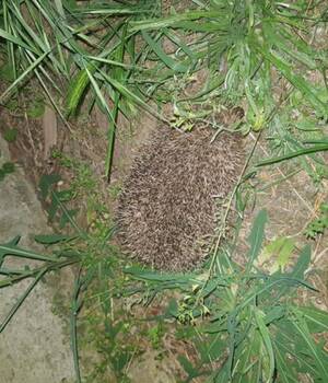alfonpcata