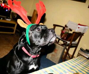 Ricardo1001