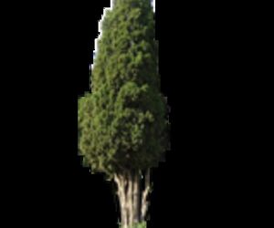 Vallisoletano