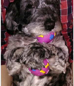 Sofi