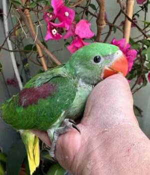 Diego