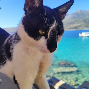 Guillermo