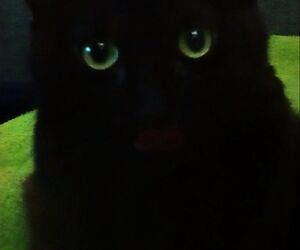 Oscar
