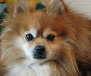 jose