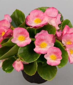 Begonia
