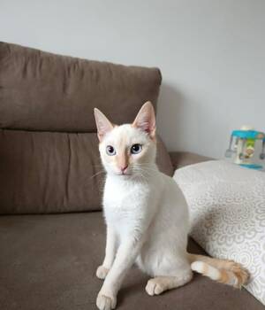 Paloma