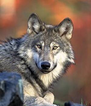 LOBO45