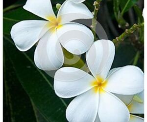 Blanca