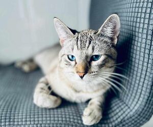 David