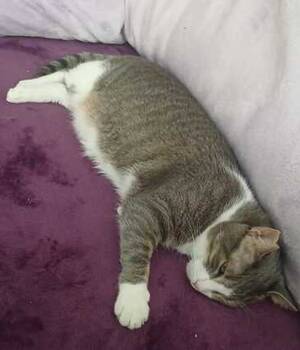 Inma