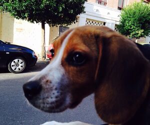 Rosalia