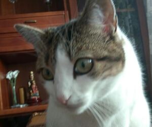 Rocio