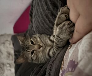 Elisa