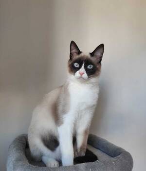 Teresa