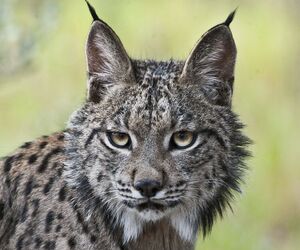 lince