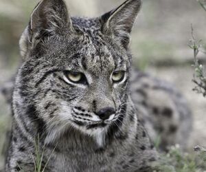 lince