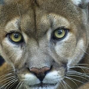 ElPUMA