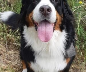 bea