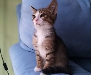 fernando