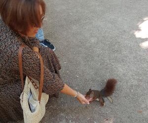 Montse