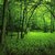 Herminia
