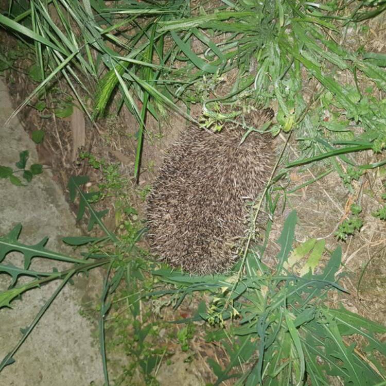 Foto de perfil de alfonpcata