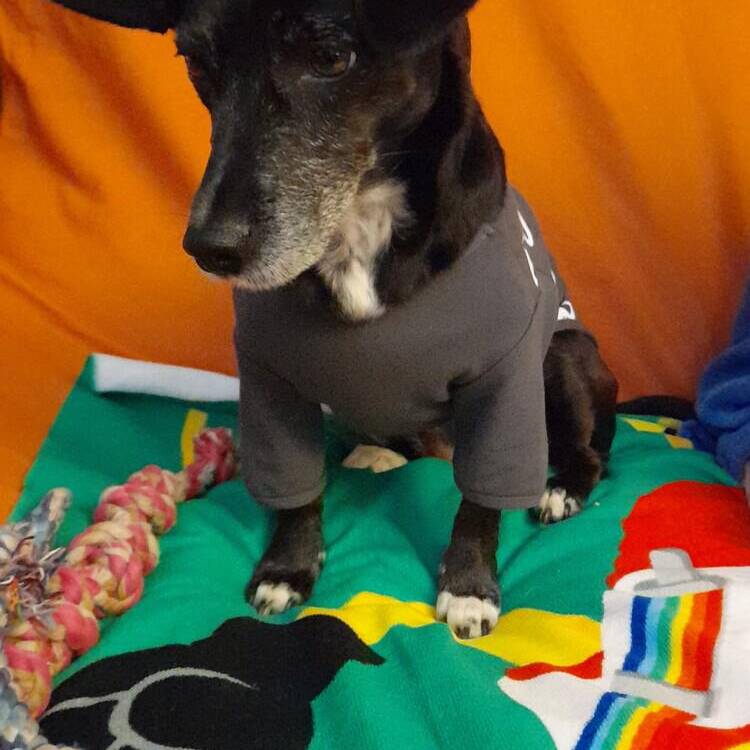 Foto de perfil de Noelle