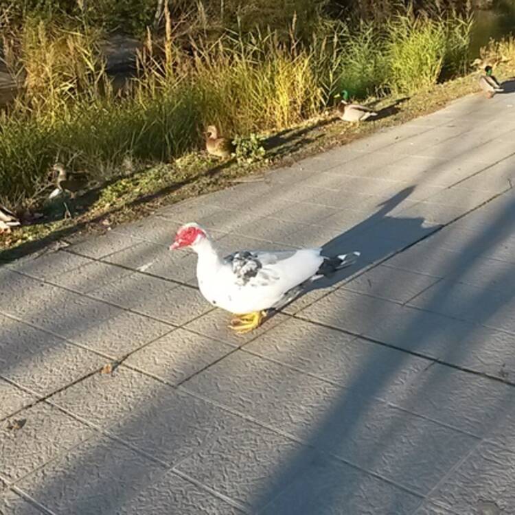 Foto de perfil de Chemari