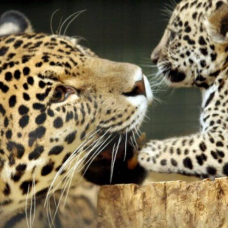 Foto de perfil de Jaguar