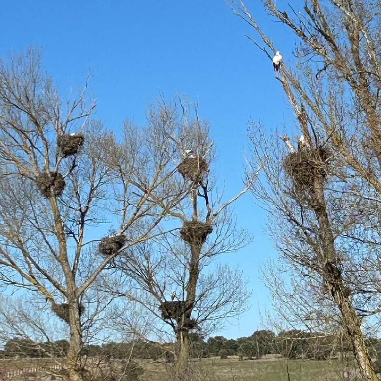 Foto de perfil de Aure