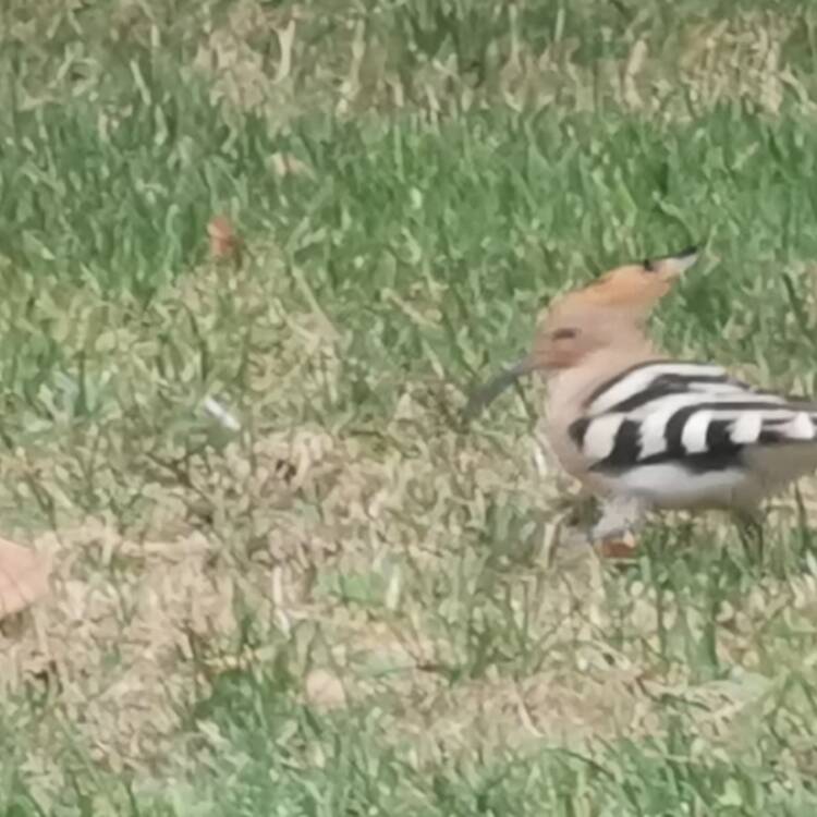 Foto de perfil de Nines