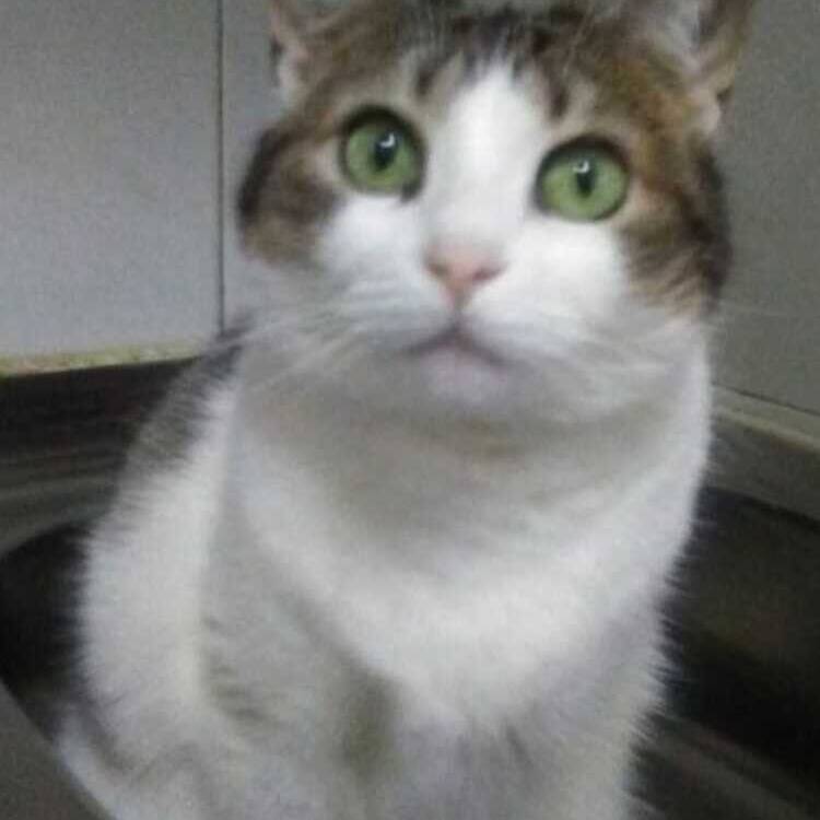 Foto de perfil de Reyes