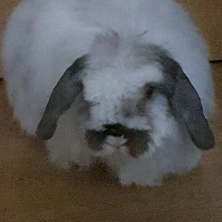 Foto de perfil de Jeronimo