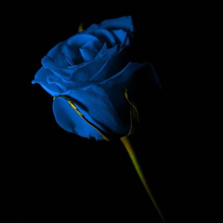 Foto de perfil de Azul Barreto