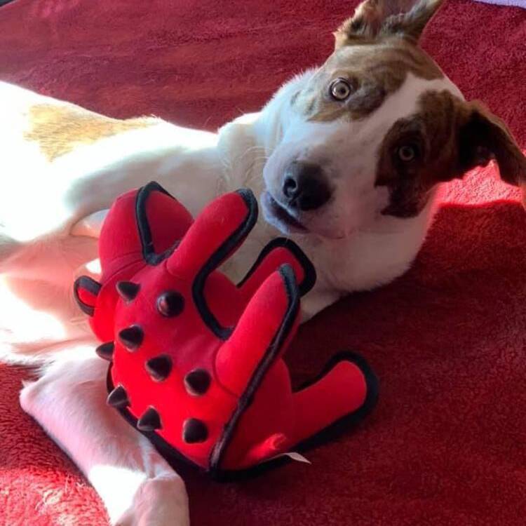 Foto de perfil de Alfadoco