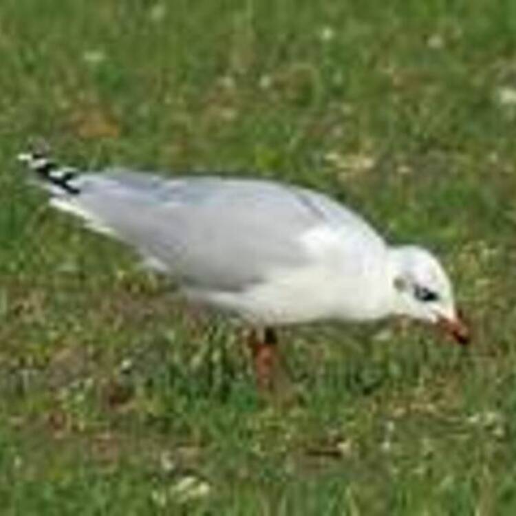 Foto de perfil de gaviota
