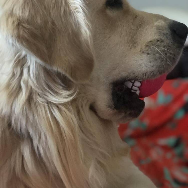 Foto de perfil de Lotus