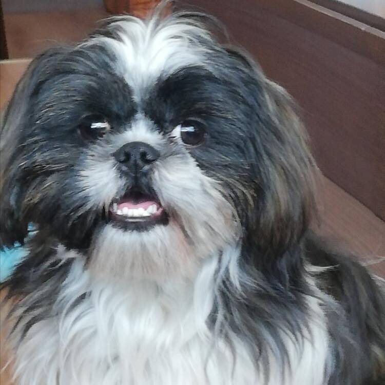 Foto de perfil de ANTONIO