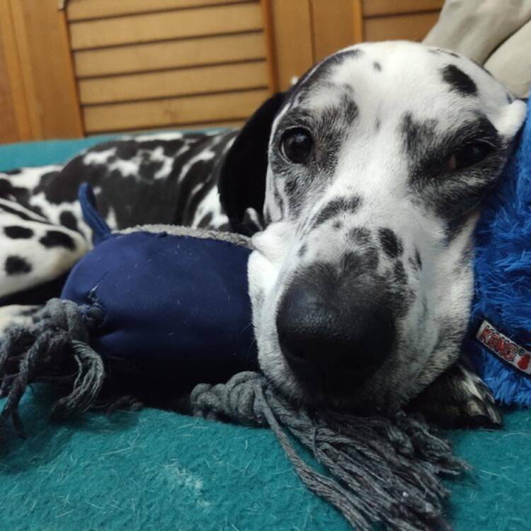 Foto de perfil de Veronica