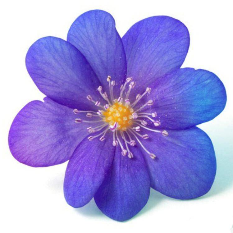 Foto de perfil de Violeta