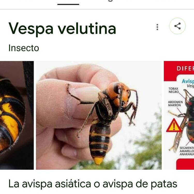 Foto de perfil de ADOLFO