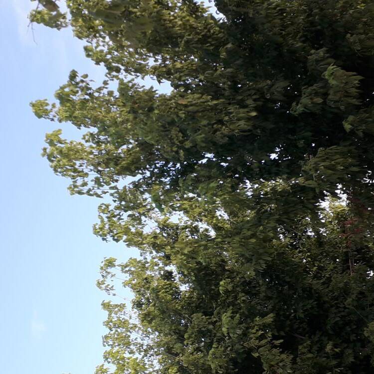 Foto de perfil de Alfonso
