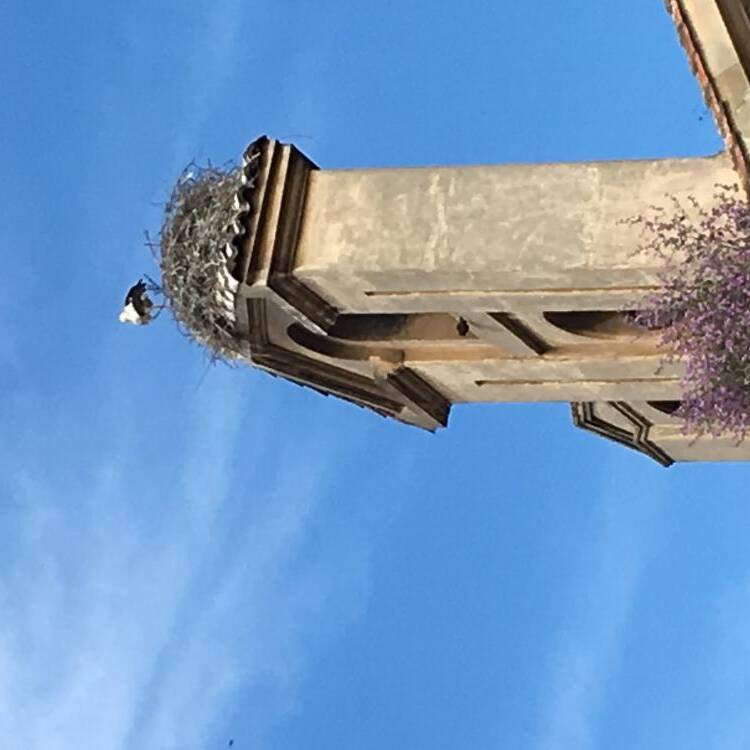 Foto de perfil de Charo