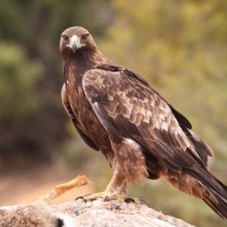 Foto de perfil de Gustavo
