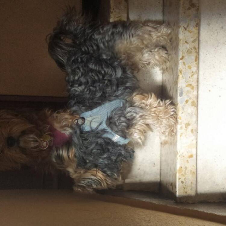 Foto de perfil de Silvia