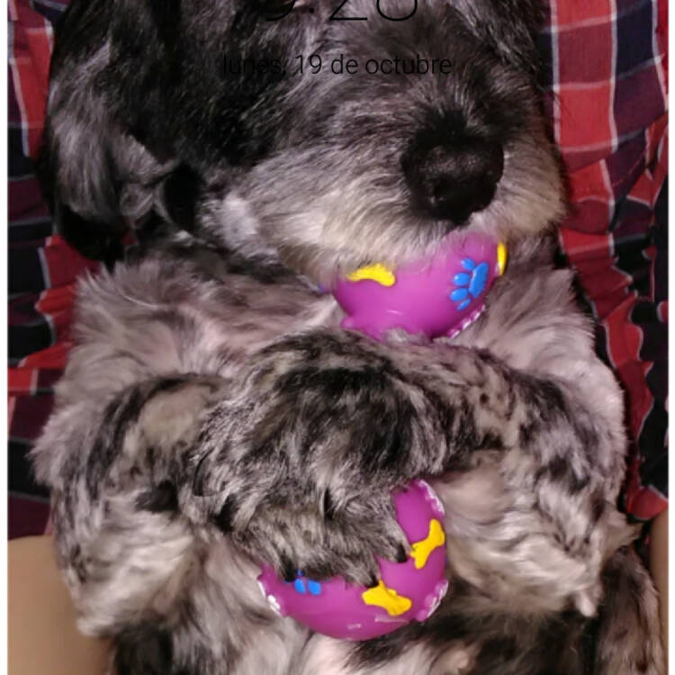 Foto de perfil de Sofi