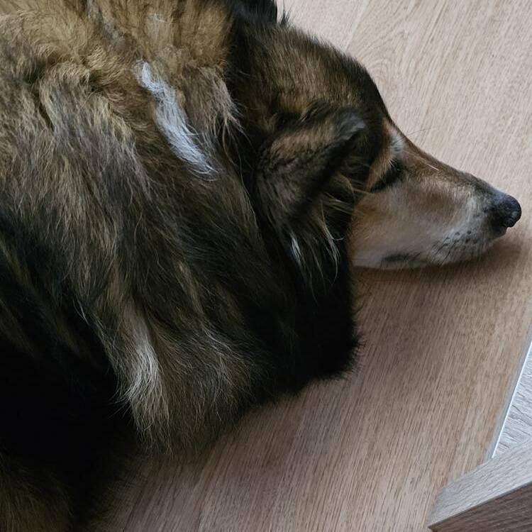 Foto de perfil de Amparo
