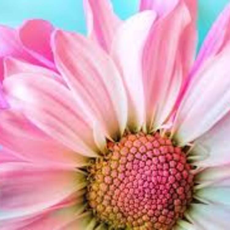 Foto de perfil de laura