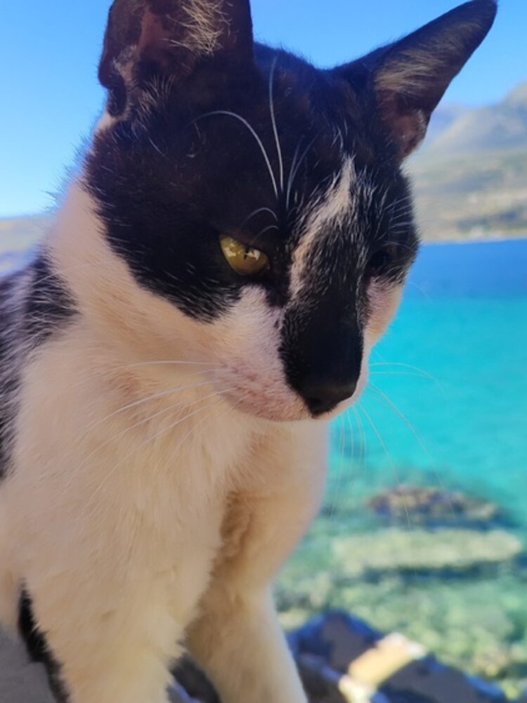Foto de perfil de Guillermo