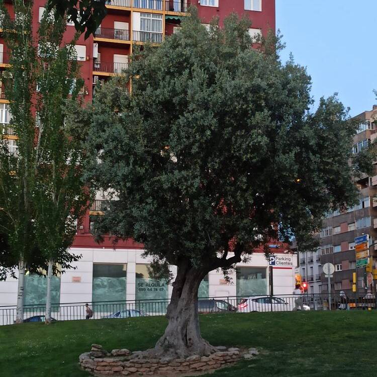 Foto de perfil de Bego?a